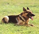Adestramento de cães em Bangu